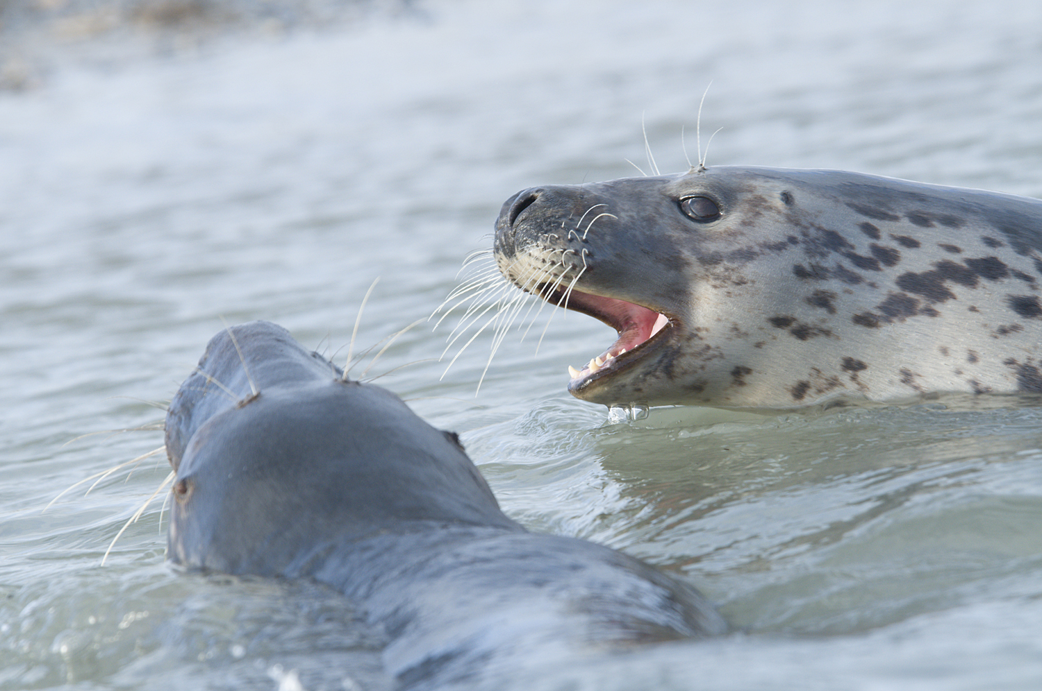 Kegelrobbenweibchen spielen im Wasser
